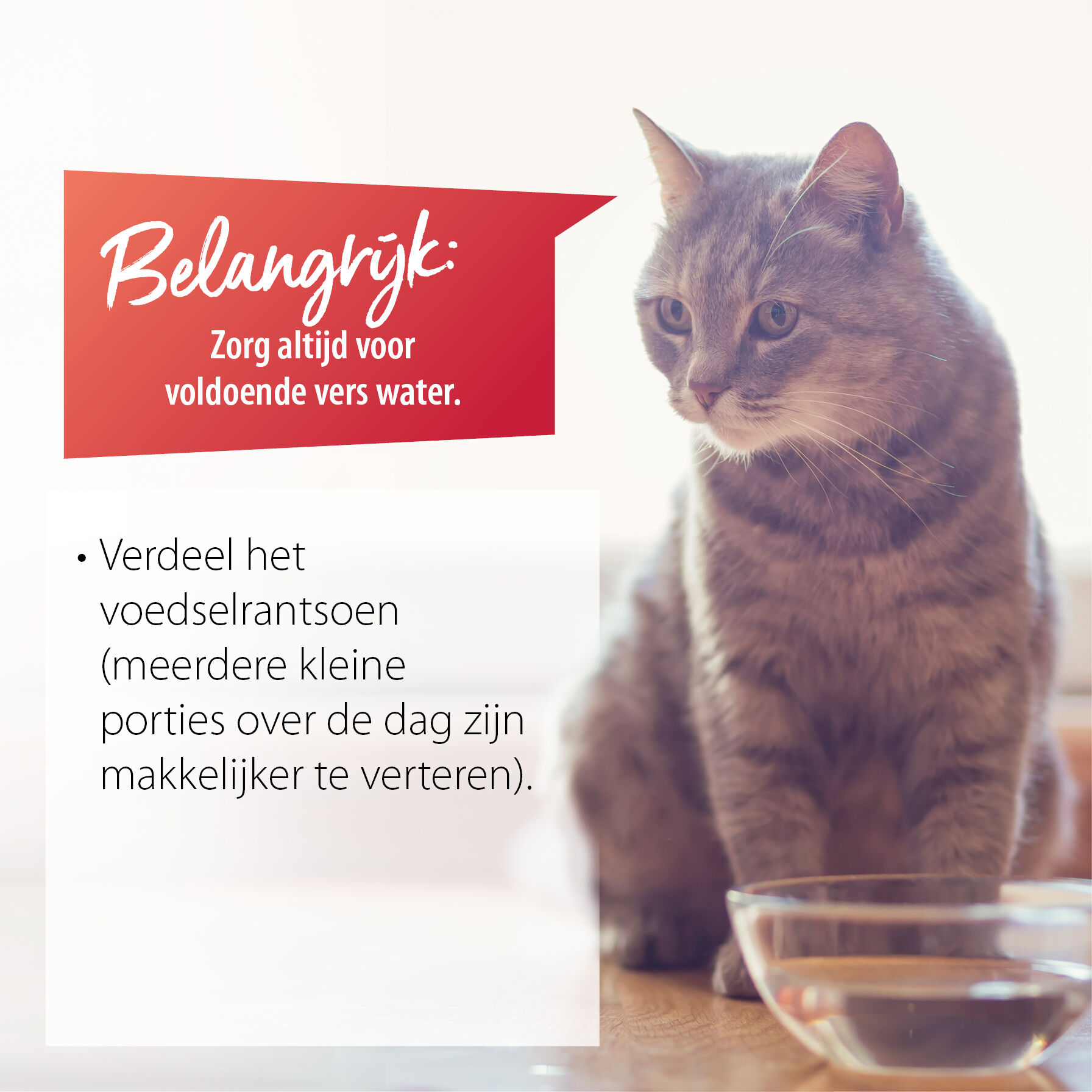 Eine Katze sitzt vor einer Schale mit Wasser. Daneben sind Tipps bei Hitze für Katzen aufgelistet.