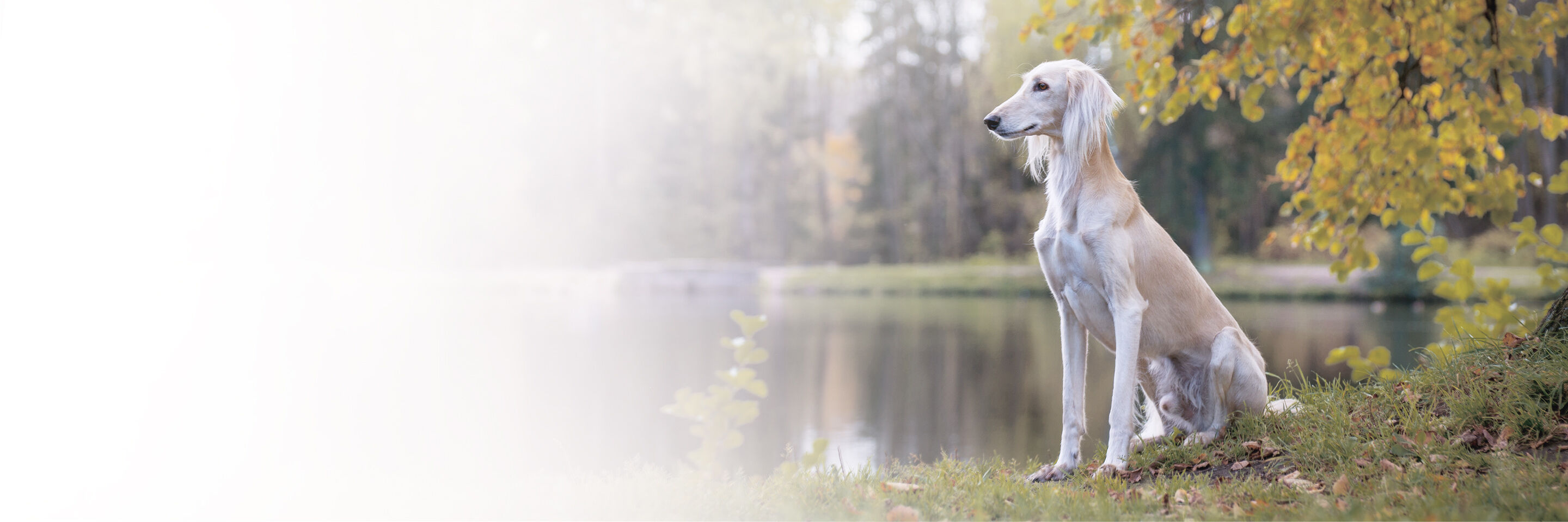 Ein sehr dünner Hund sitzt auf einer Wiese vor einem See.
