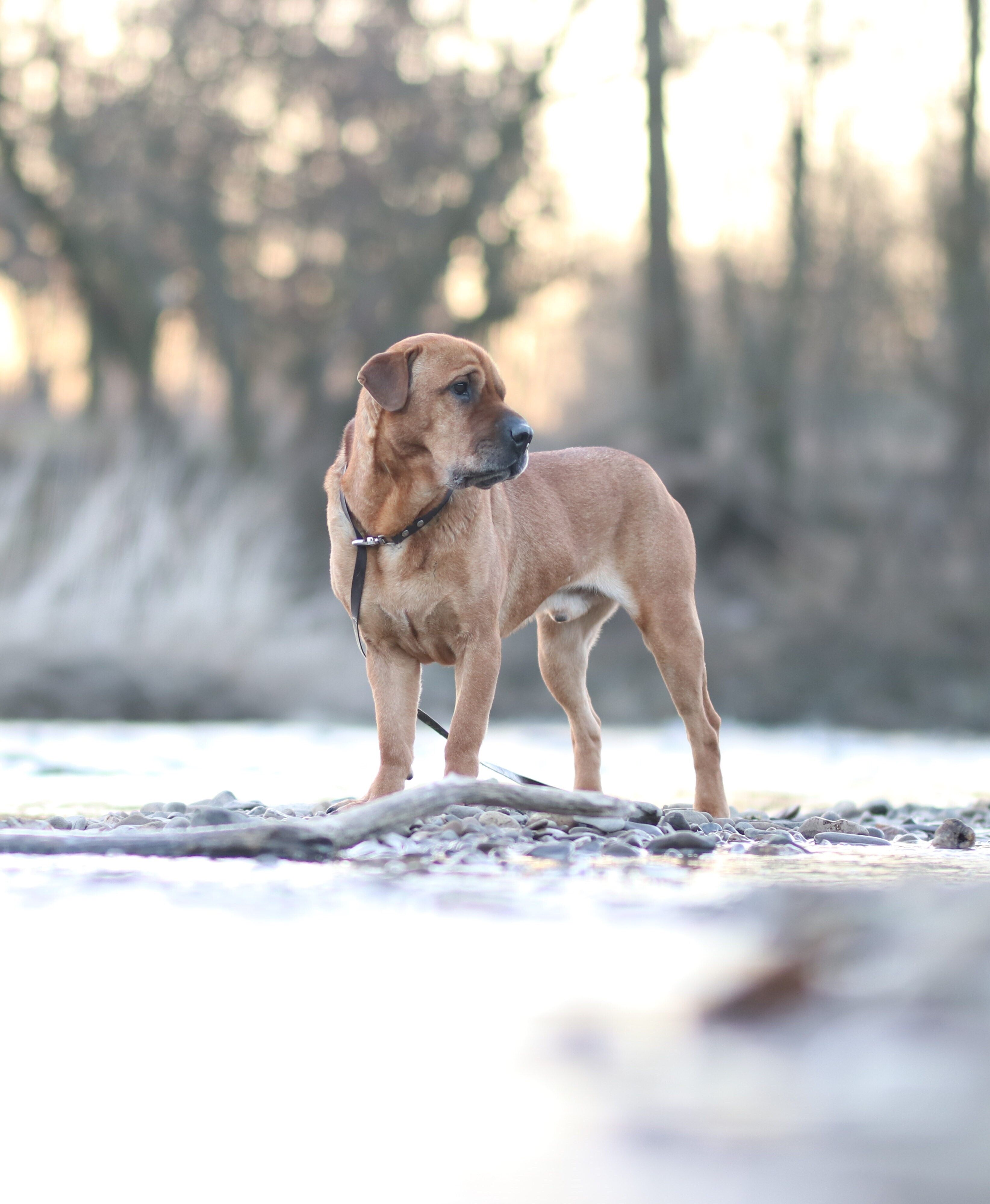 Ein brauner Hund steht im Schnee und hat eine Leine an.