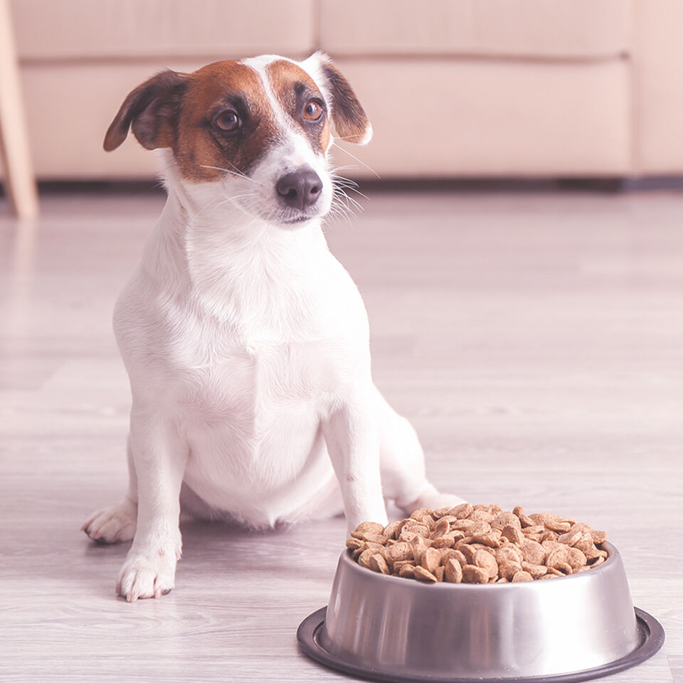 Ein kleiner Hund sitzt vor einem Napf voller Hundefutter.