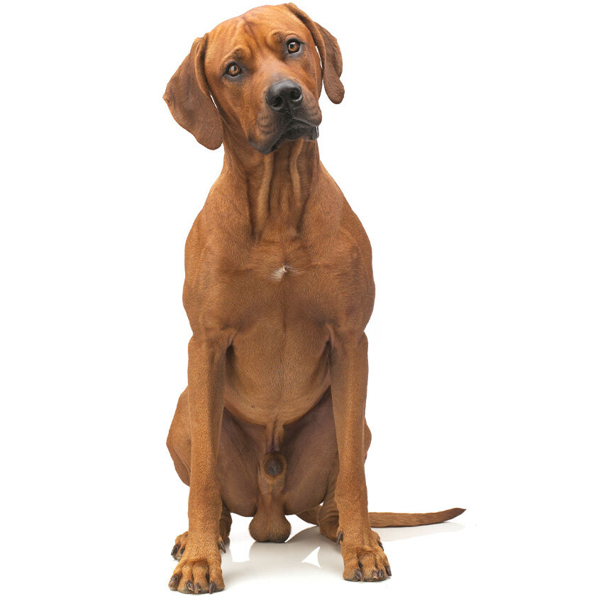 Hund sitzt aufmerksam, Kopf leicht geneigt, vor weißem Hintergrund. Happydog könnte hier wohl hilfreiches Tierfutter im Angebot haben.