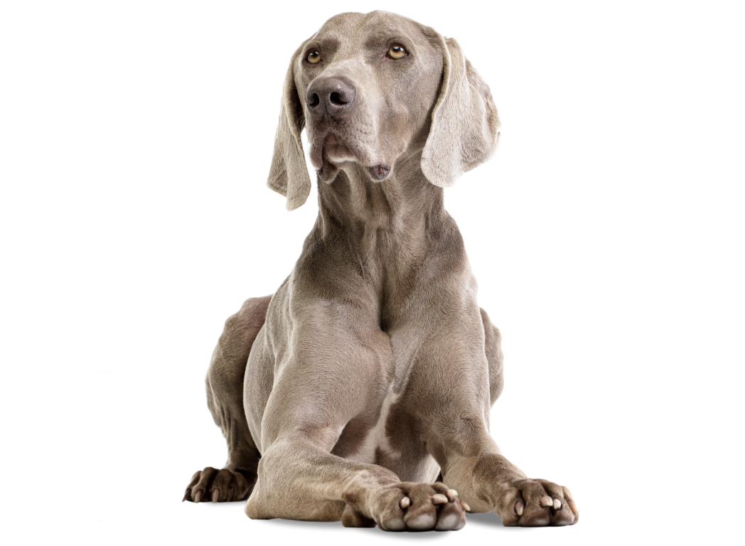 Ein Hund liegt aufmerksam auf einem weißen Hintergrund. Die Darstellung könnte in einem Werbekontext für "Happydog" verwendet werden.