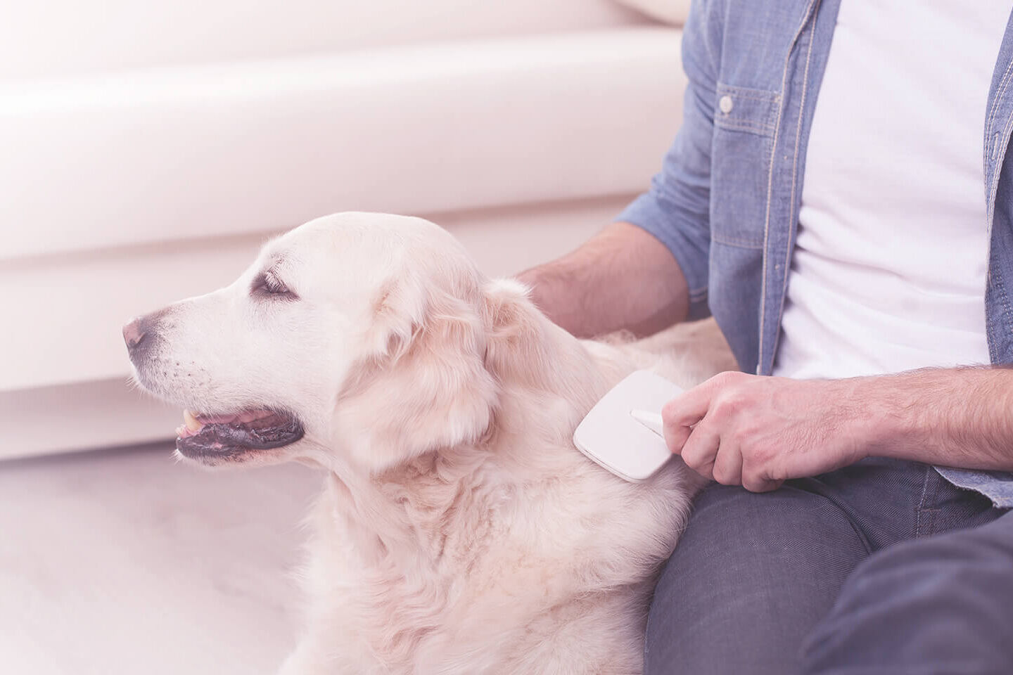 Golden Retriever wird von seinem Herrchen gebürstet.