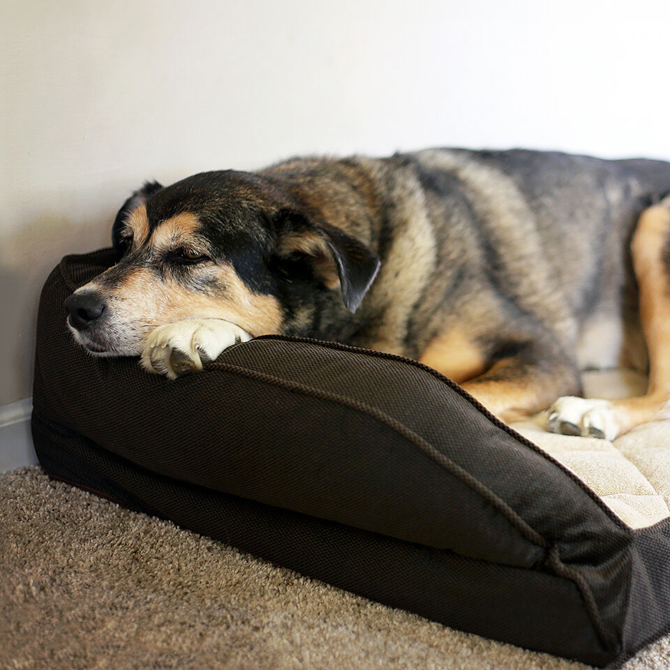 Hund mit Arthrose schläft auf weichem Hundebett