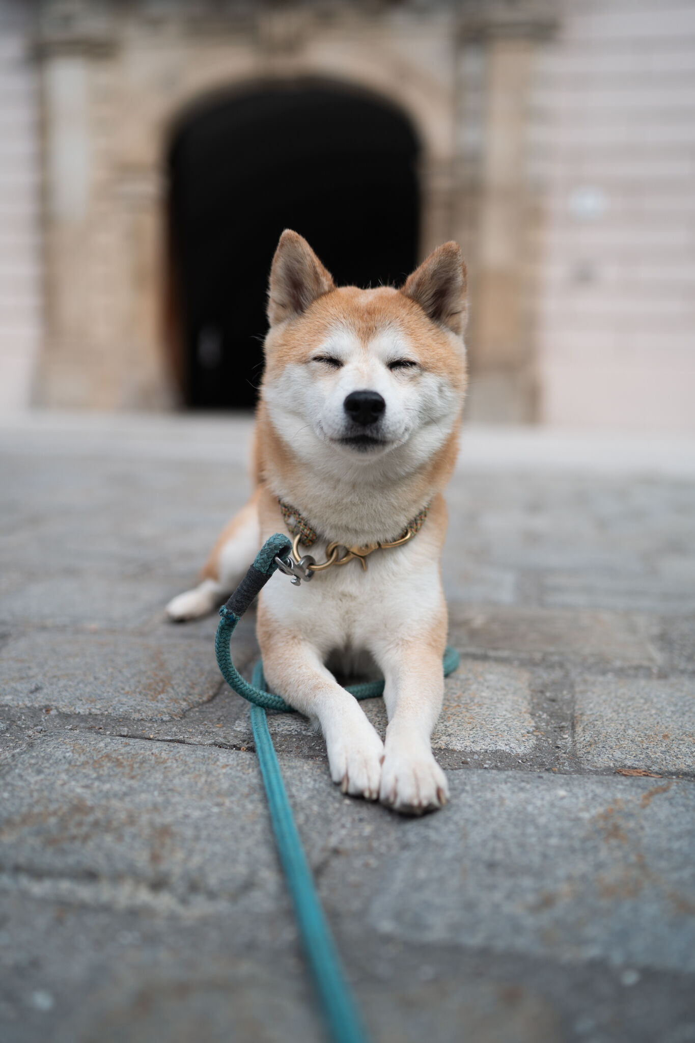 Ein Hund liegt auf dem Boden und schaut in die Kamera während er an eine Leine aus Tau gebunden ist.