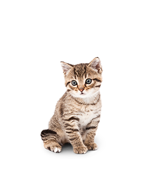Kitten sitzt etwas verängstigt da