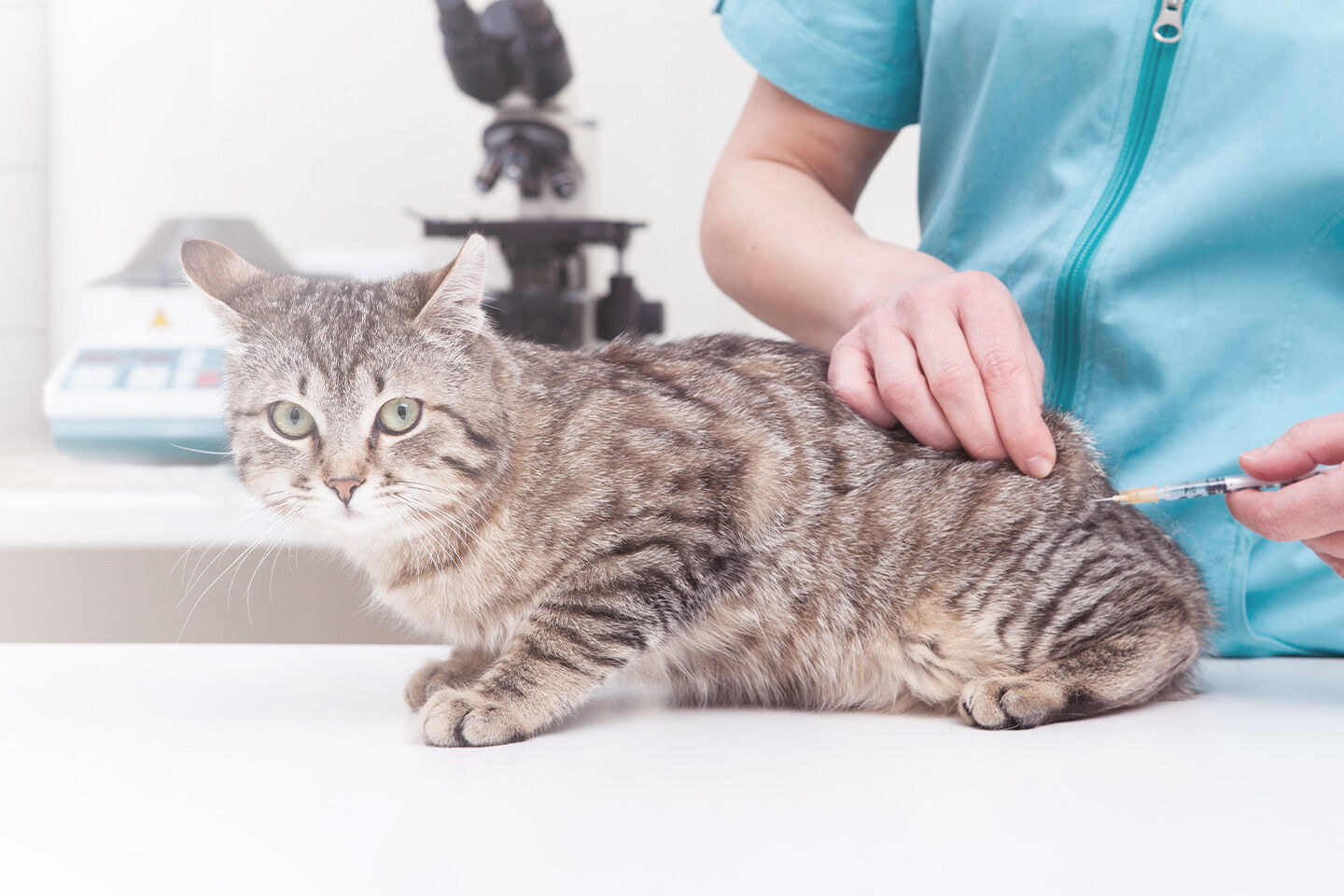 Tierärztin impft einen Kater gegen Katzenschnupfen