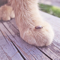 Eine Zecke sitzt auf einer Katzenpfote.