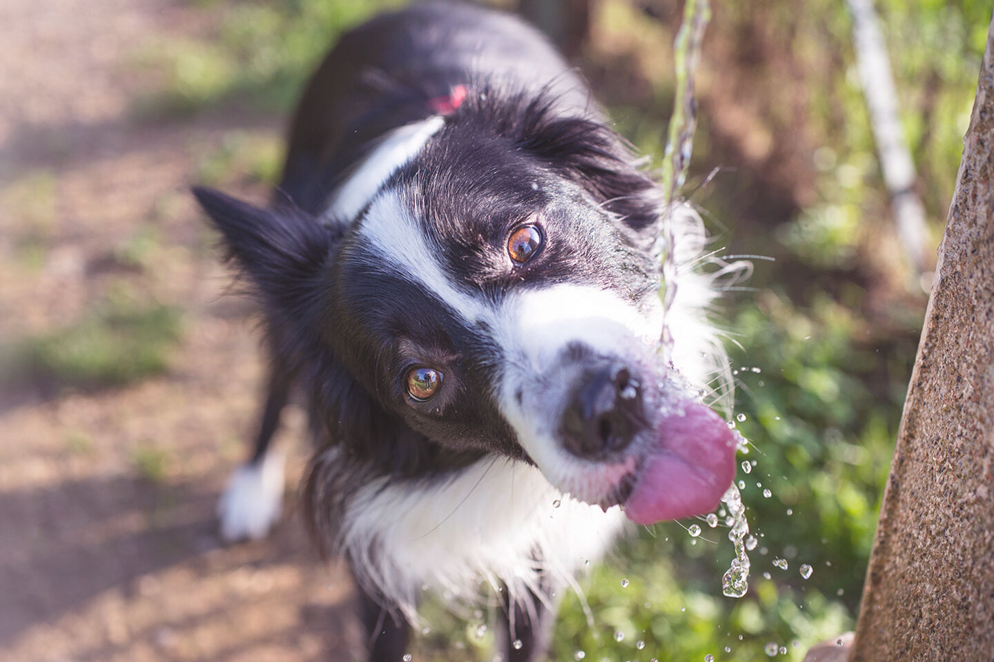 Ein Hund trinkt an einem heißen Tag Wasser