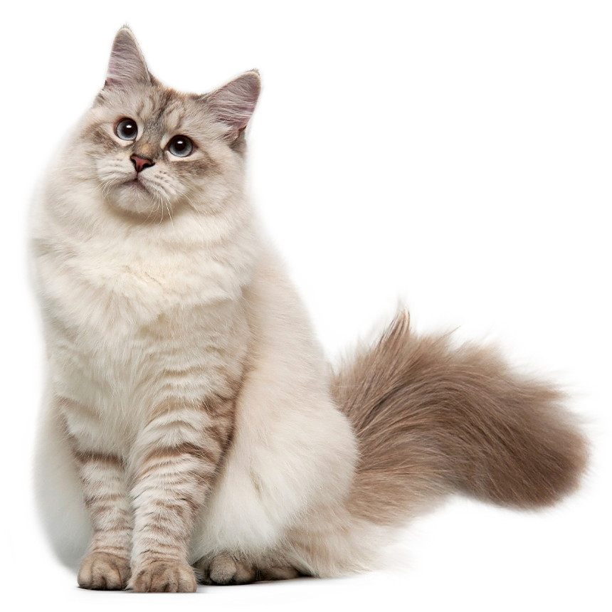 Hübsche Ragdoll-Katze mit buschigem Schwanz