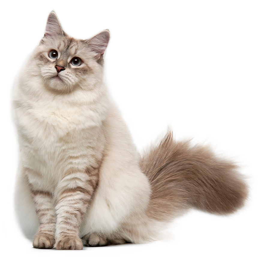 Eine flauschige, sitzende Katze blickt aufmerksam nach oben. Hintergrund ist neutral.