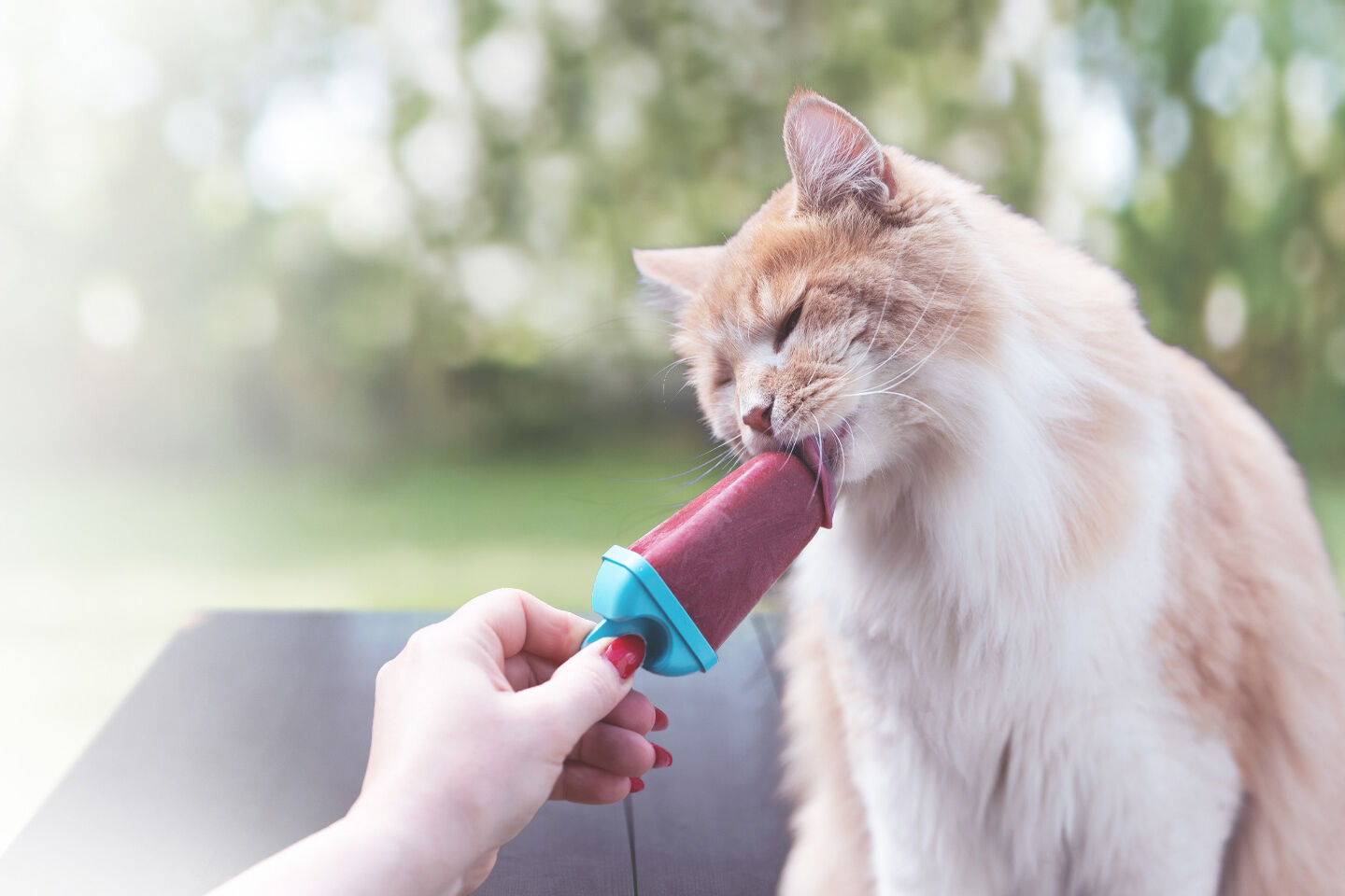Eine Frau hält einer Katze ein Katzeneis hin und die Katze schleckt davon