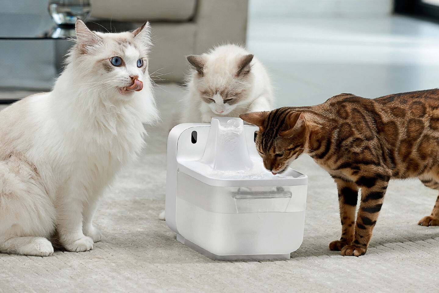 Blasenentzündung bei Katzen Tipp: Trinkanreize schaffen