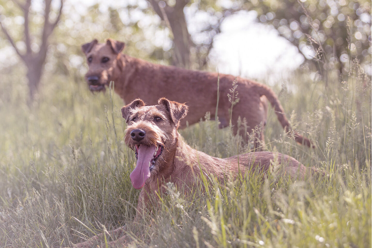 Zwei Hunde sind gemeinsam in einer ungemähten Wiese unterwegs
