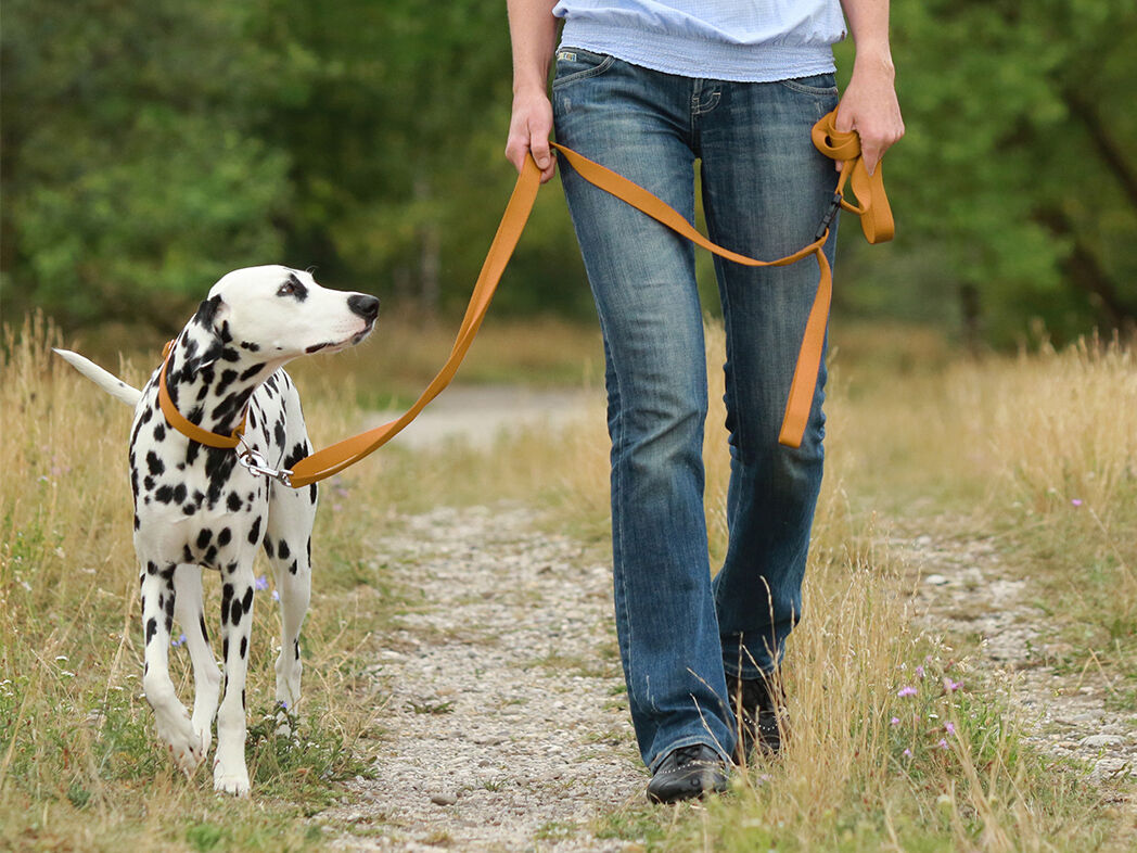 Ein Dalmatiner läuft neben seinem Frauchen an der Leine bei Fuß
