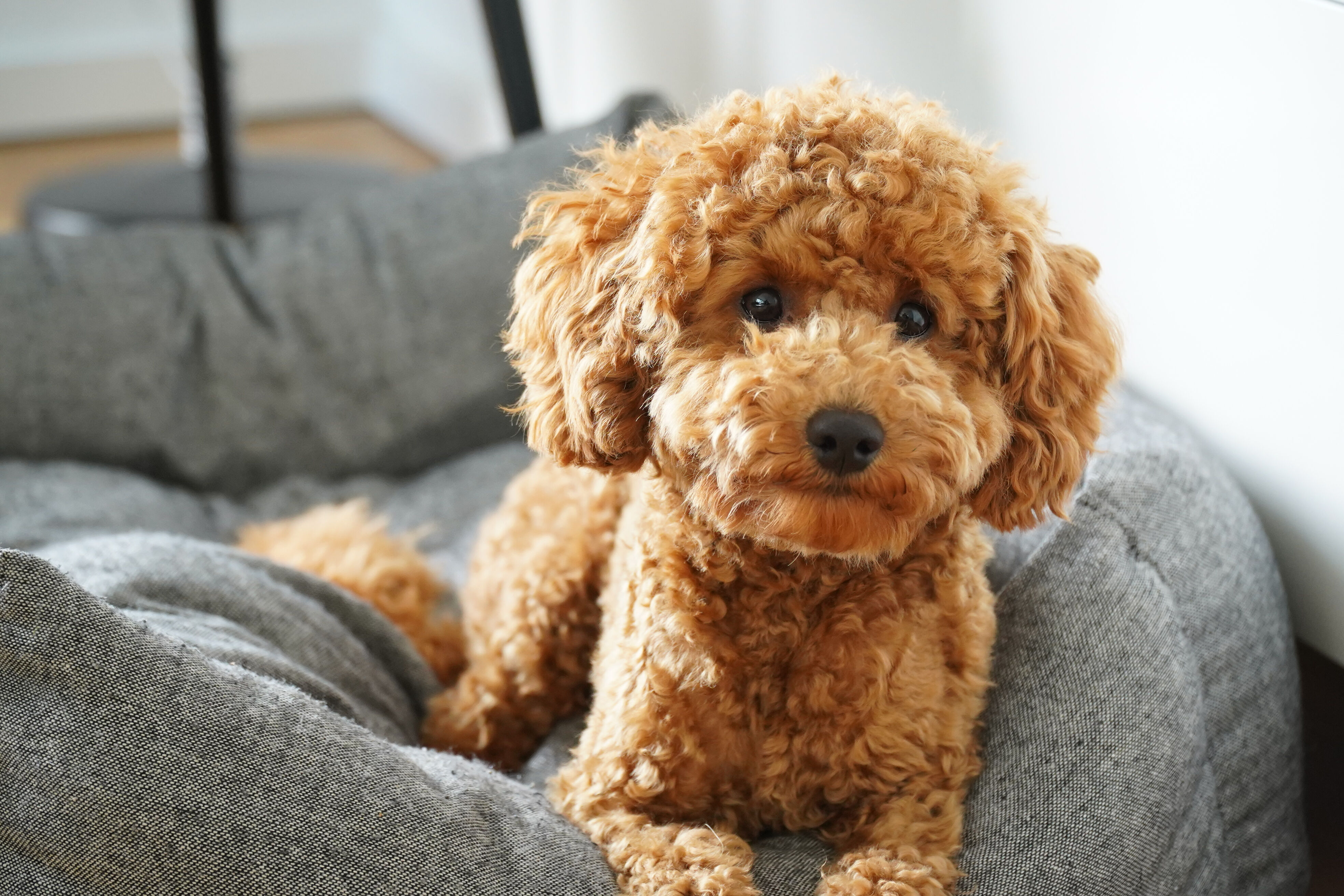 Ein kleiner hellbrauner Pudel liegt ein einem grauen Hundebett.