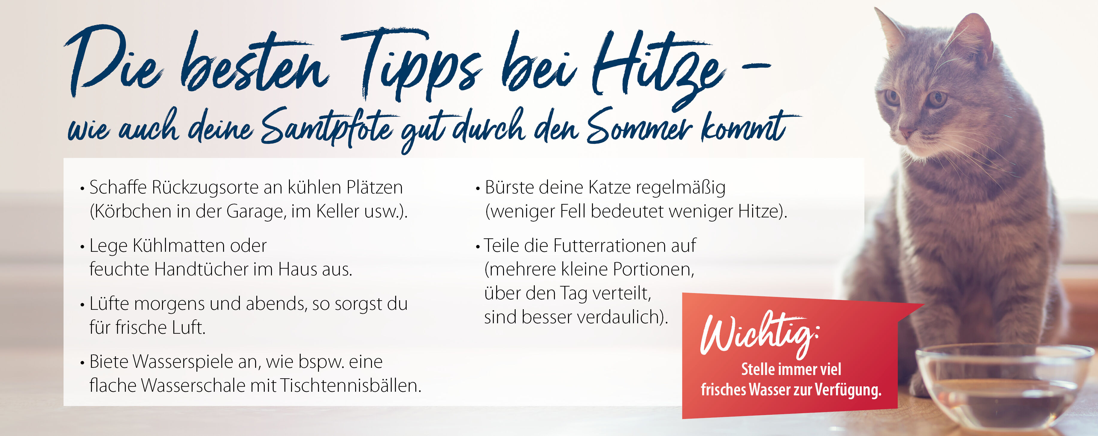 Übersicht mit Tipps bei Hitze für Katzen