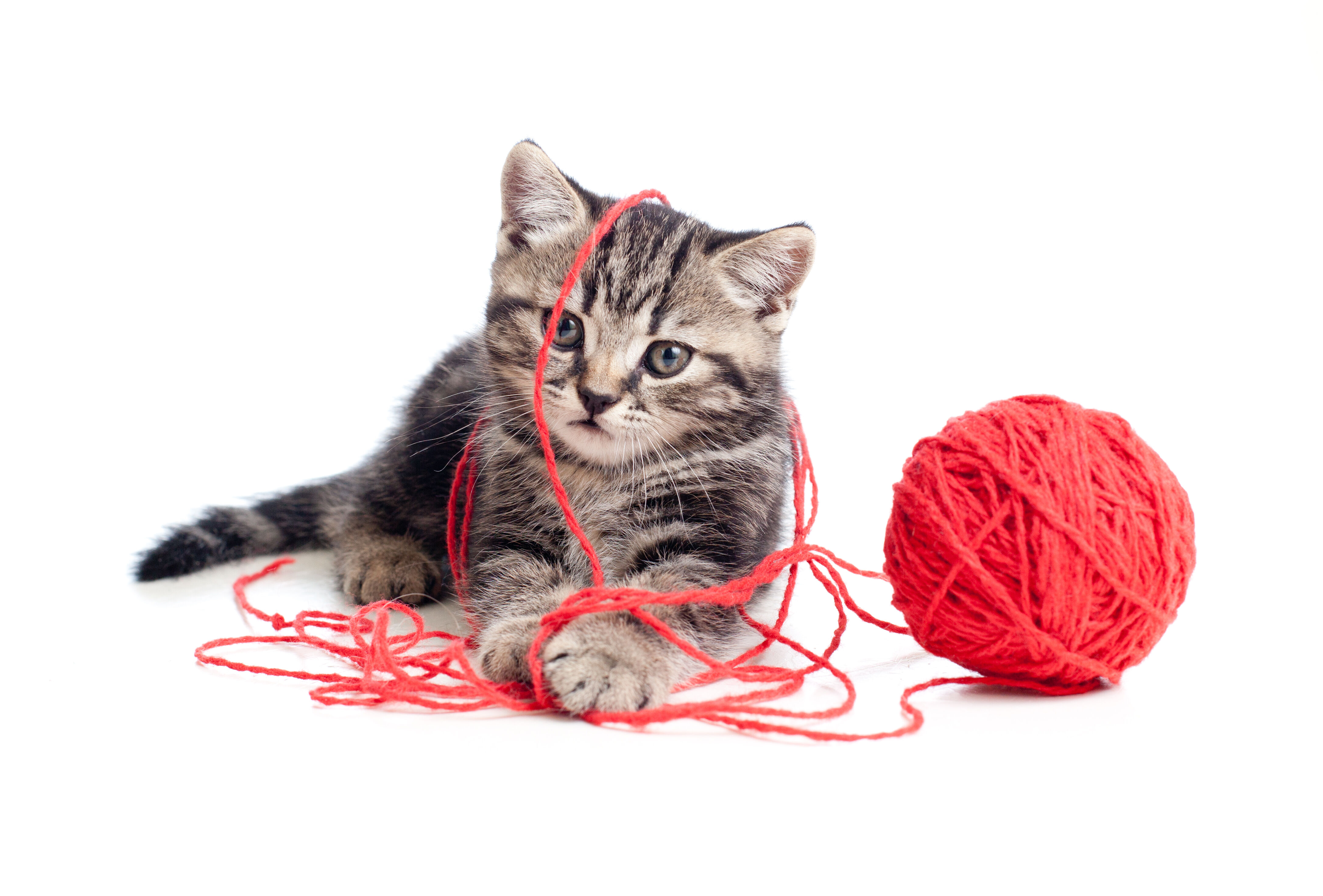 Kitten spielt mit roter Wolle