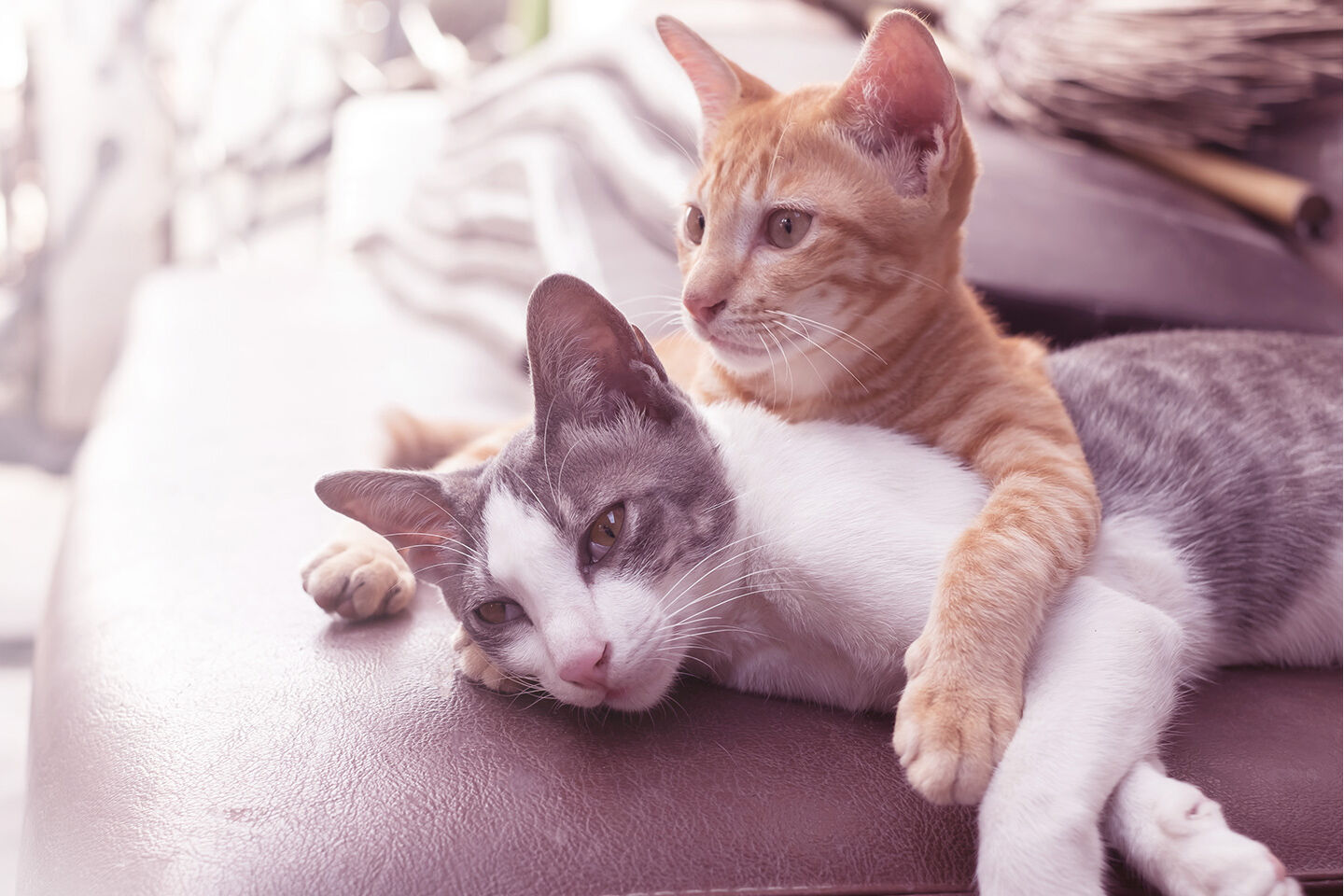 Geschwisterkatzen kuscheln gemeinsam auf dem Sofa