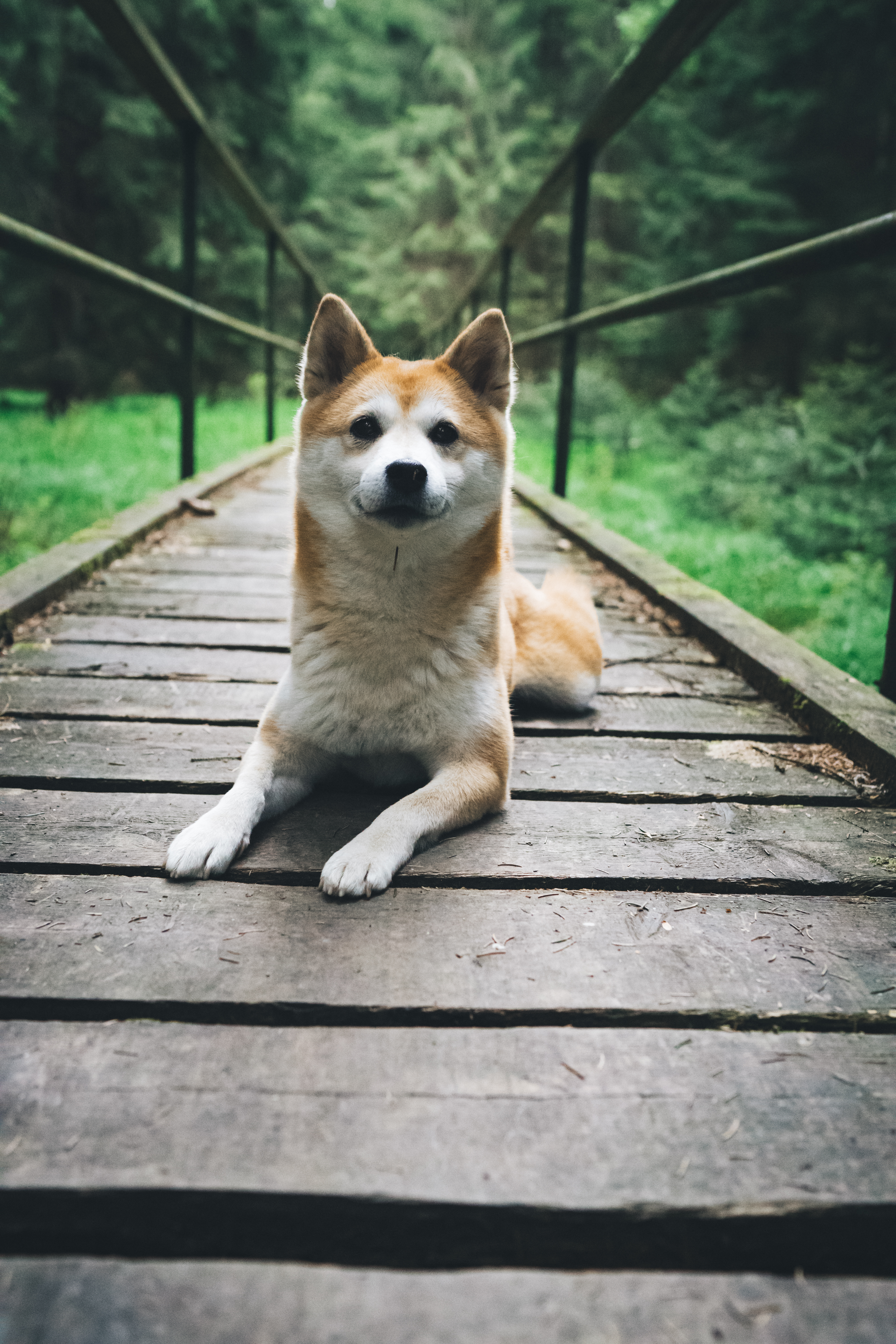 Goood Dog Mika liegt auf einer Holzbrücke und schaut dem Fotografen aufmerksam entgegen