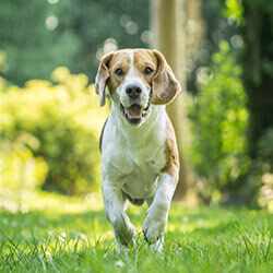 Ein Hund rennt bei groรer Hitze durch den Wald