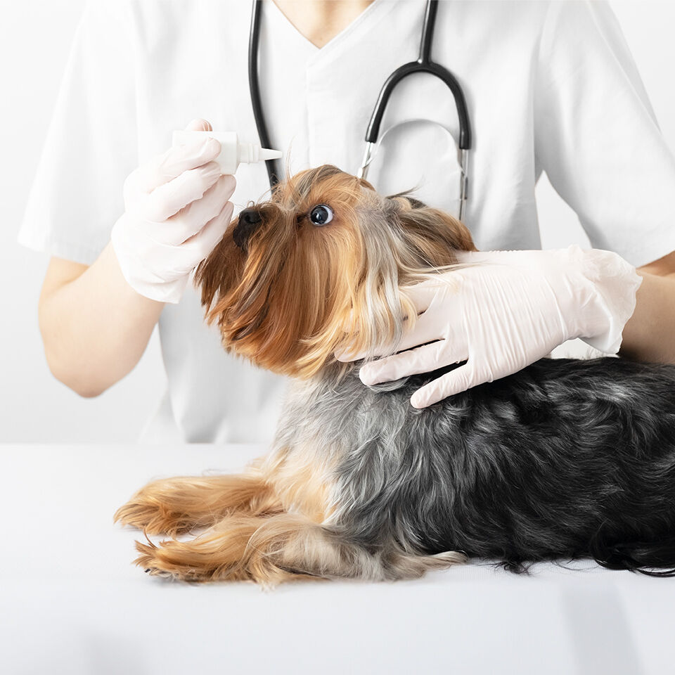 Ein Yorkshire Terrier bekommt Augentropfen von einer Tierärztin verabreicht