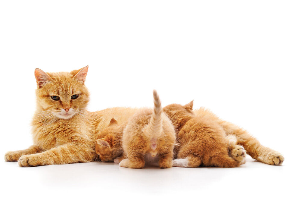 Katzenfutter mit roter Fellfärbung säugt zwei Kitten