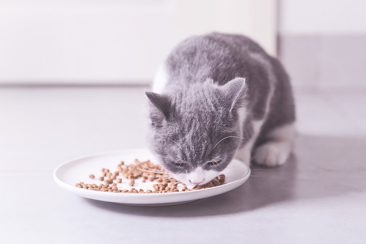 Junge Katze frisst Trockenfutter von einem flachen Teller