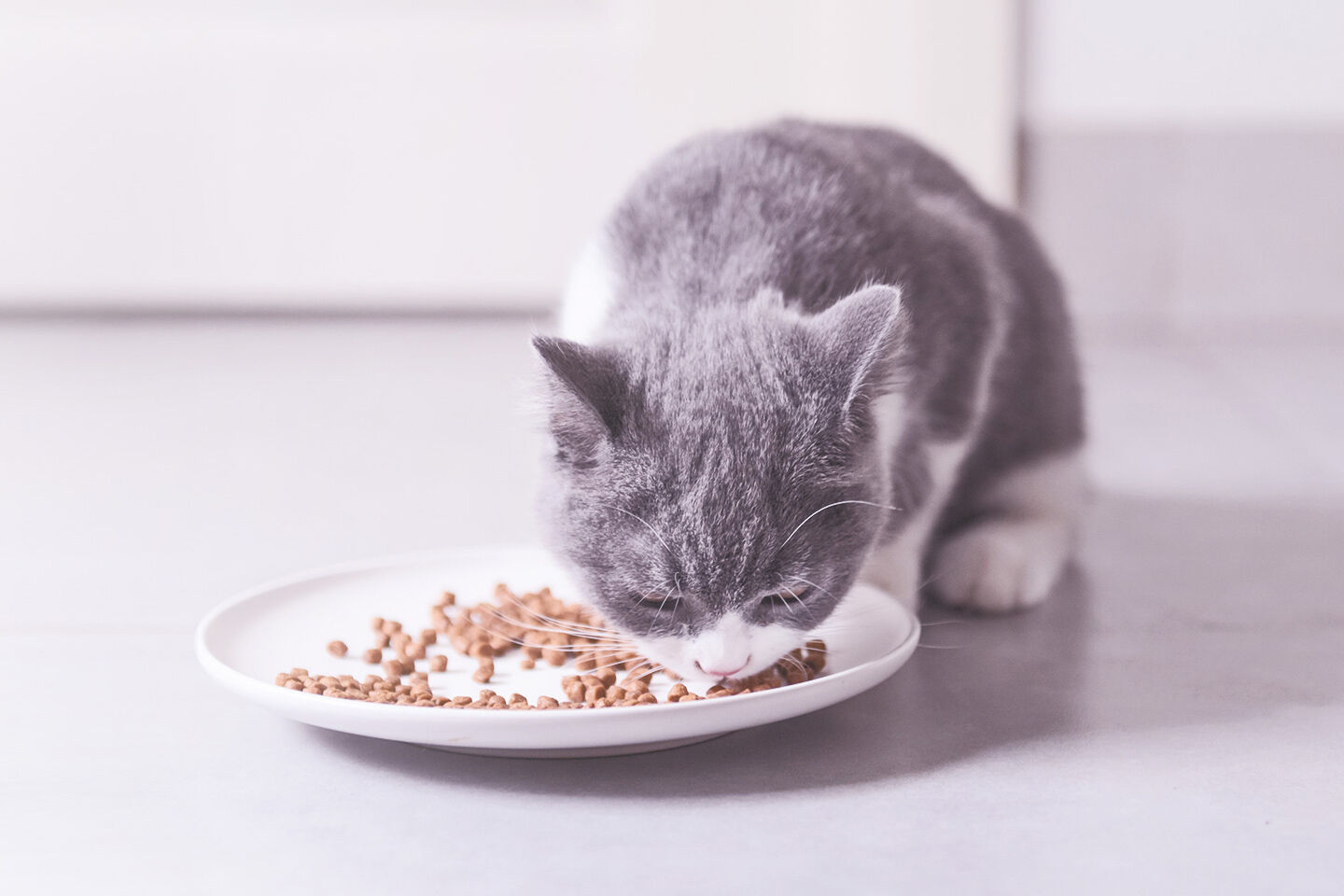 Junge Katze frisst Trockenfutter von einem flachen Teller
