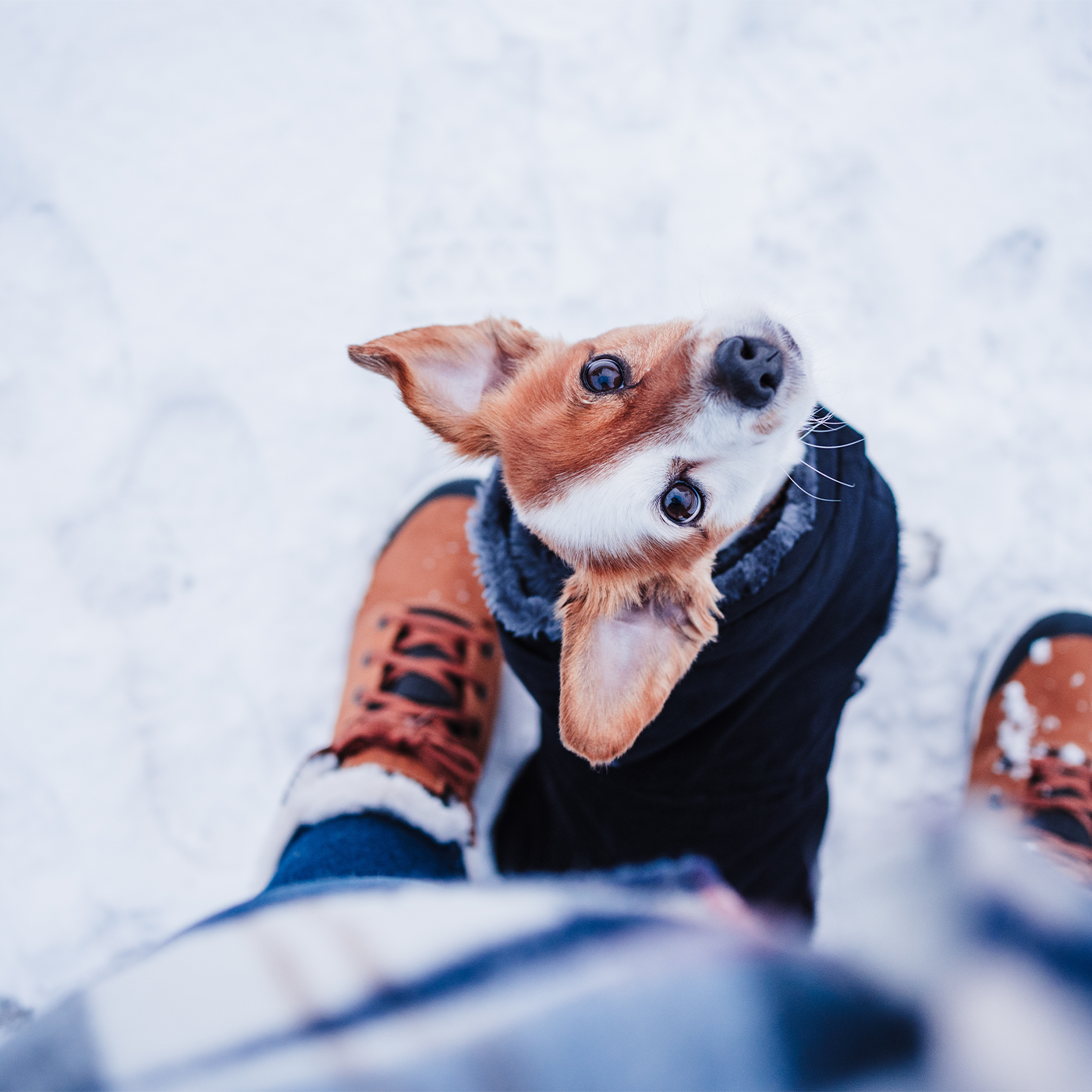 Ein kleiner Hund hat einen Mantel an und sitzt zwischen den Beinen eines Mannes im Schnee und schaut nach oben.