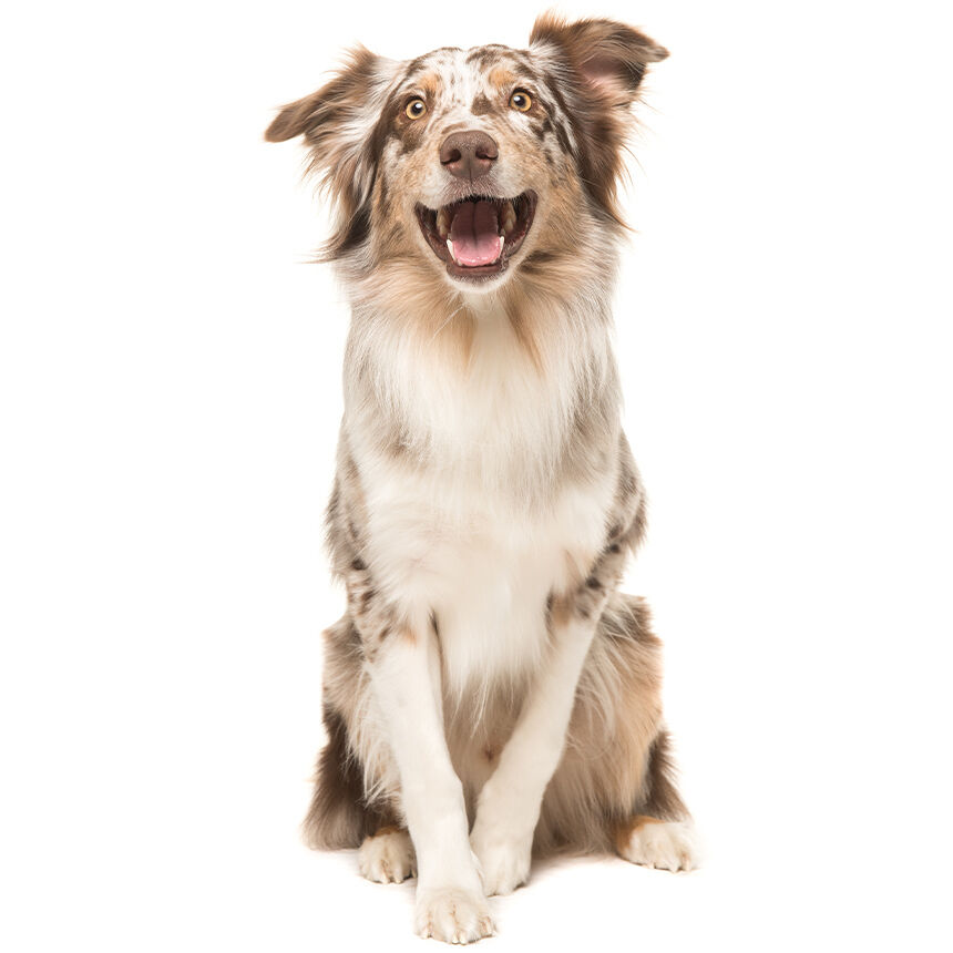 Ein fröhlich aussehender Hund sitzt aufmerksam vor einem weißen Hintergrund. Sein Fell ist lang und mehrfarbig.