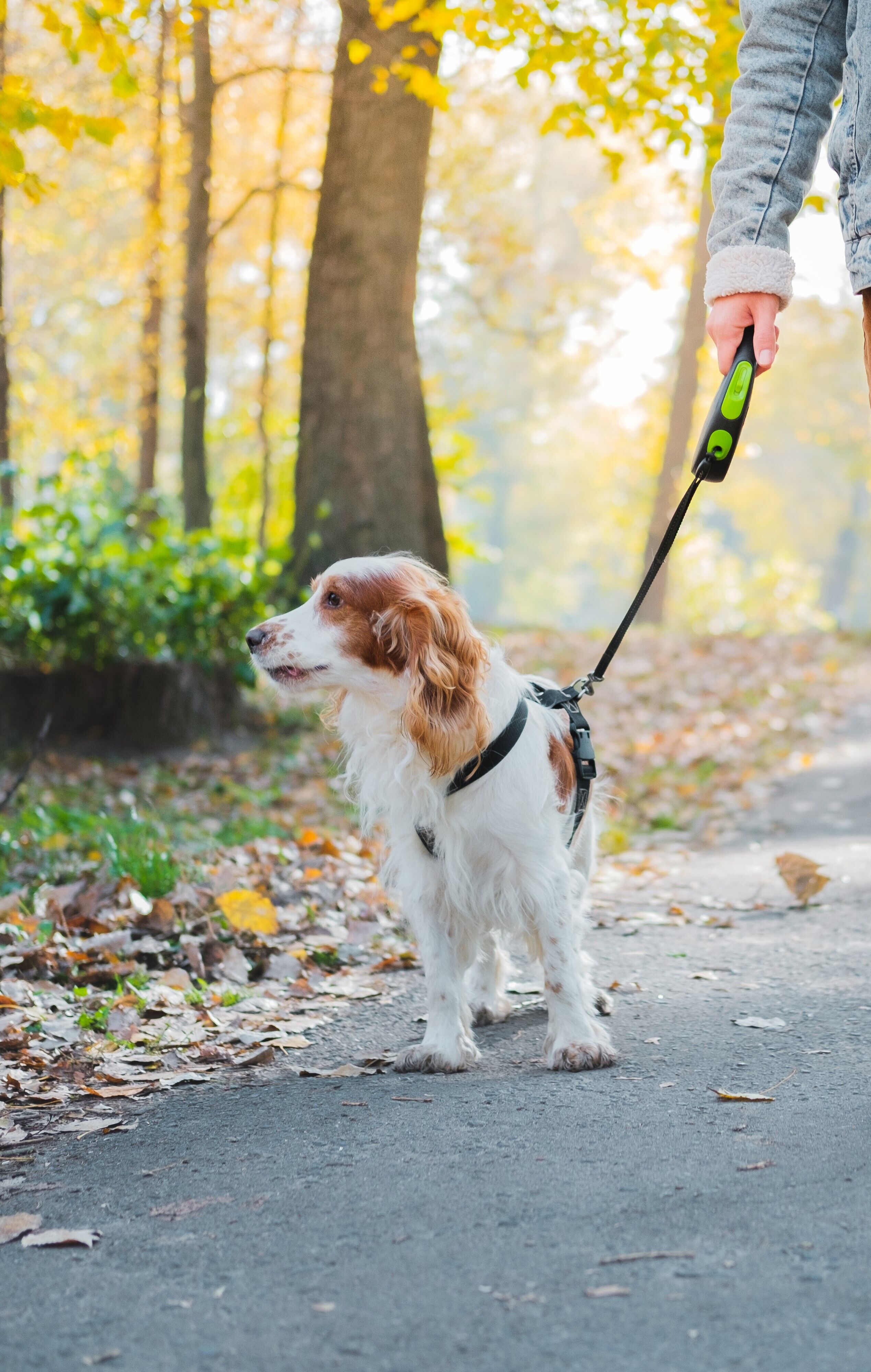 Ein kleiner Hund geht an einer Rollleine im Park spazieren.