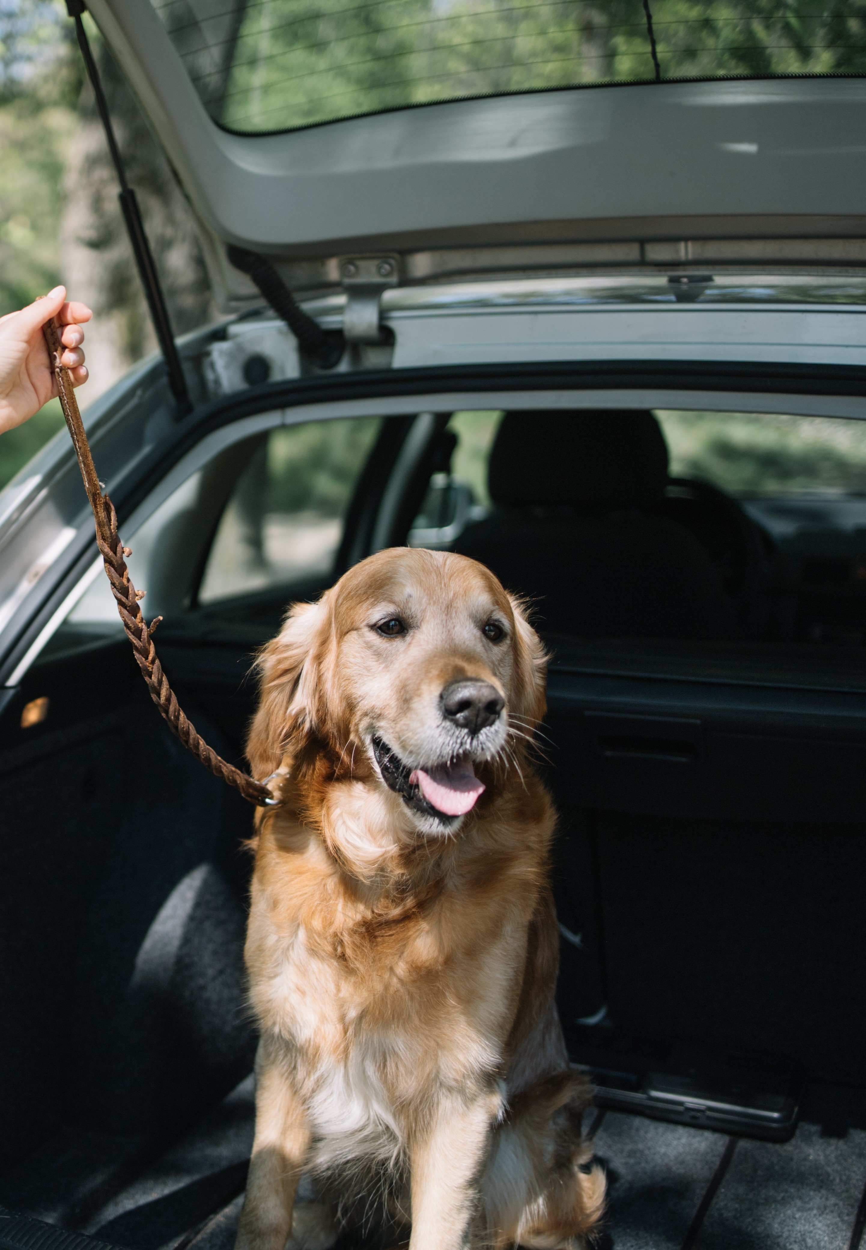 Ein Hund sitzt im Auto und wird von seiner Besitzerin an einer Kurzführer Leine angeleint.