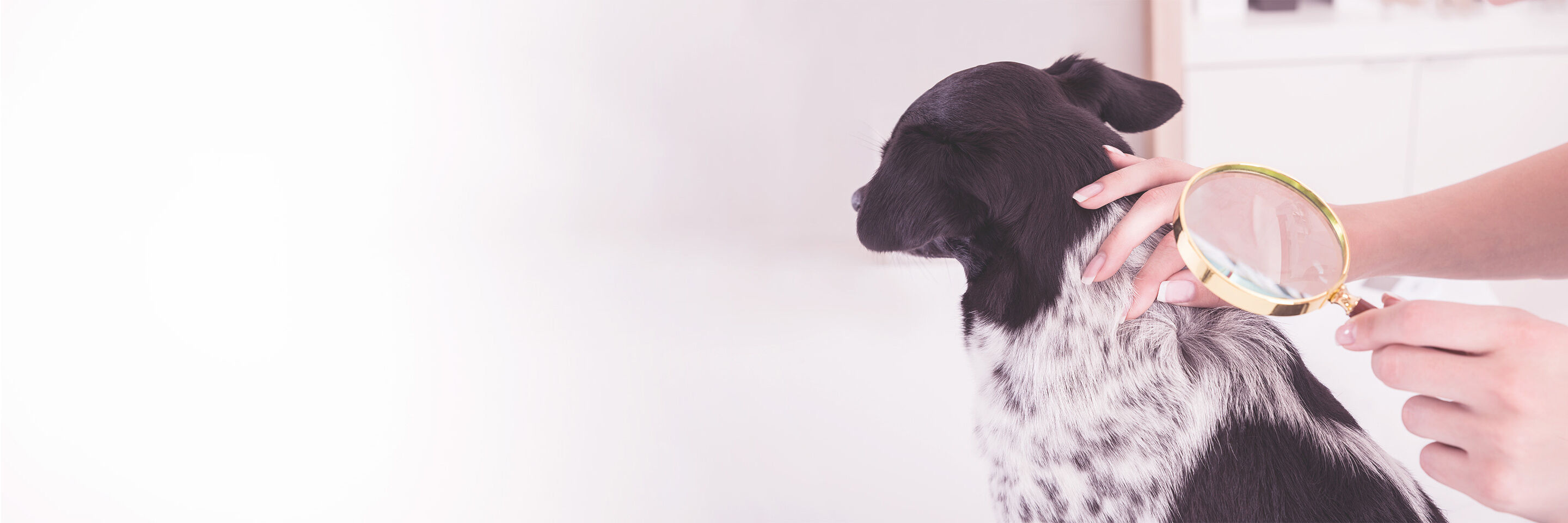 Ein schwarz weißer Hund wird auf Parasiten hin untersucht