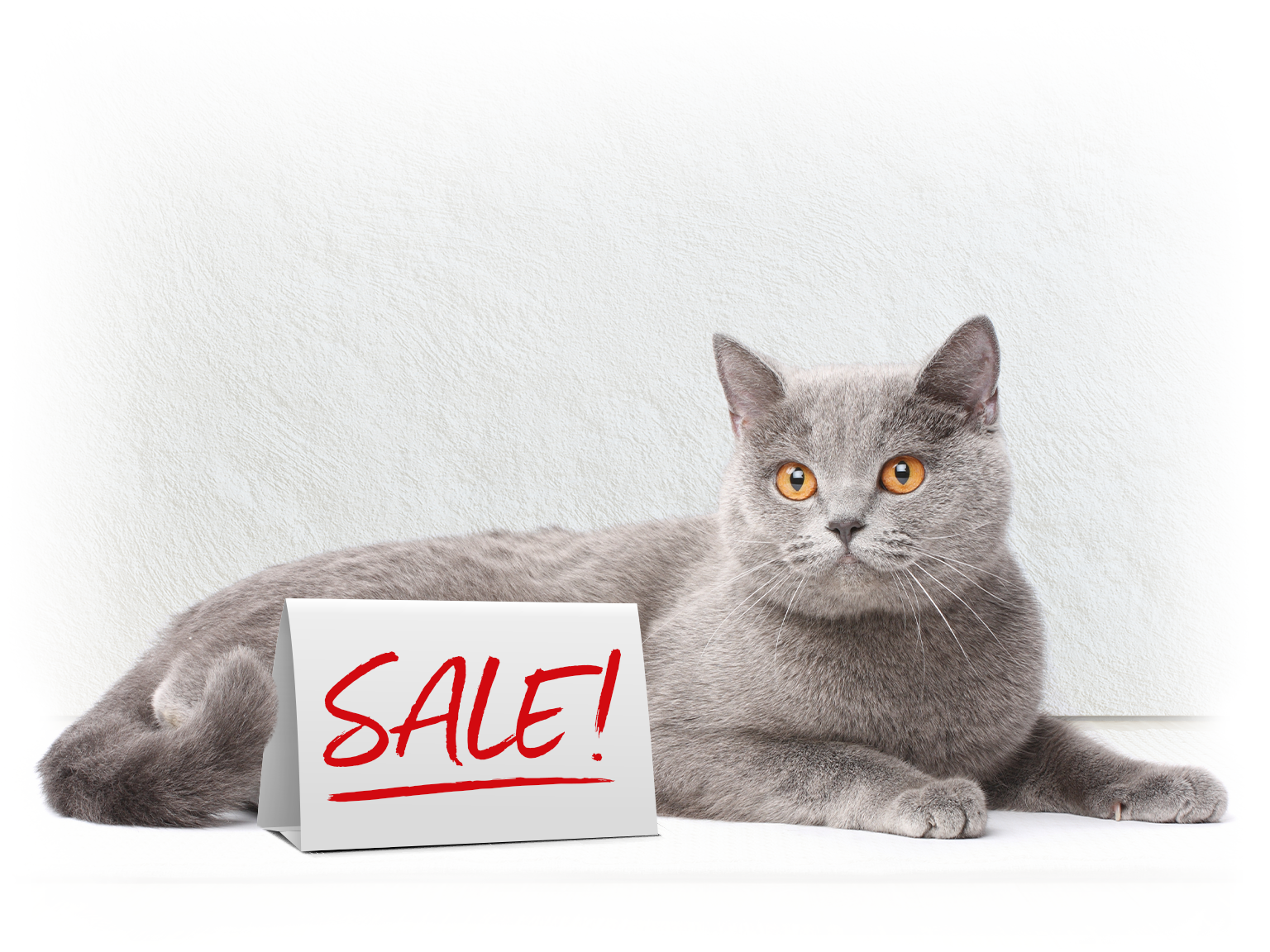 Katze liegt neben einem Schild mit der Aufschrift "SALE!" auf hellem Hintergrund.