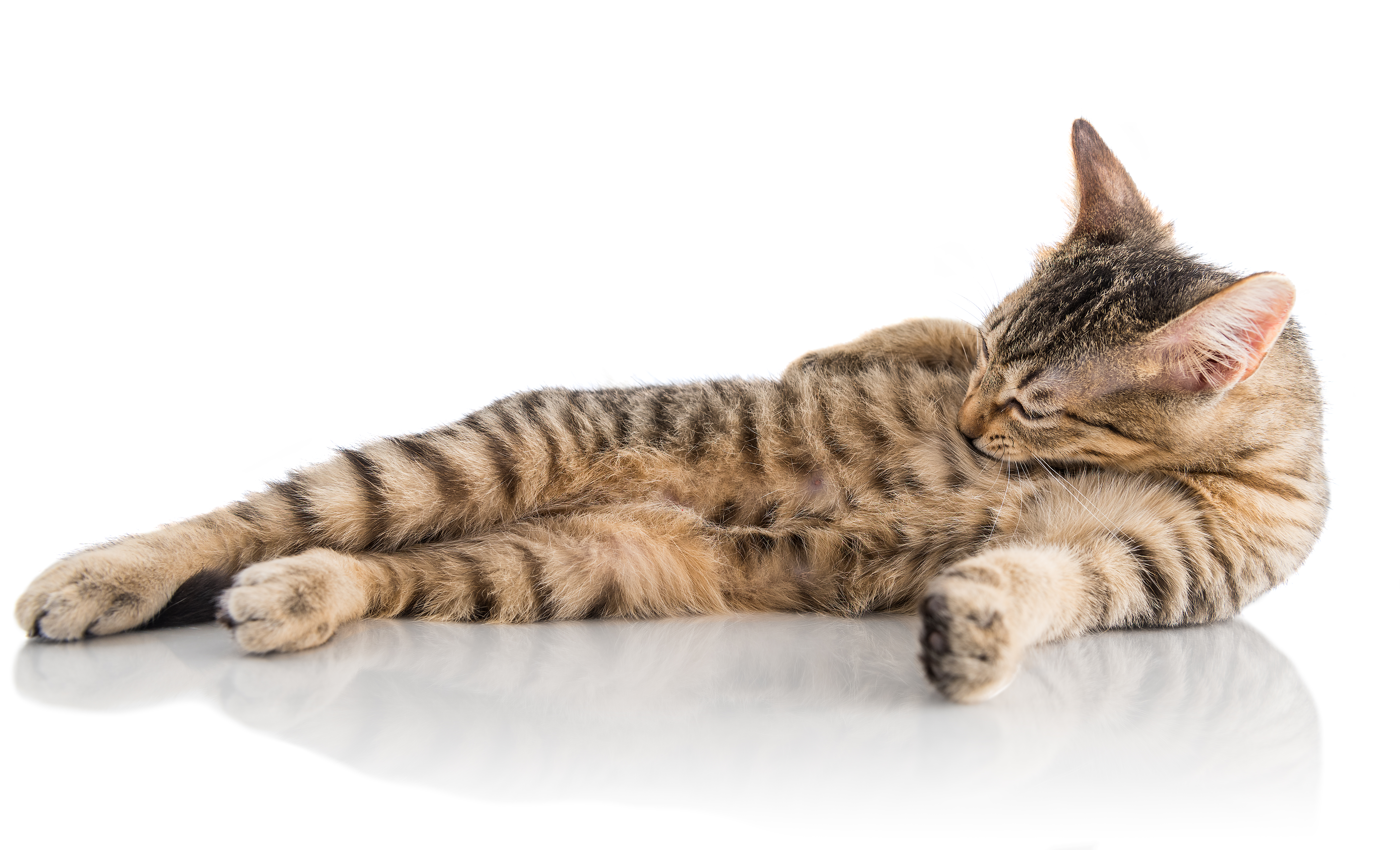Schlanke Katze liegt am Boden und schleckt und beißt sich selbst am Bauch
