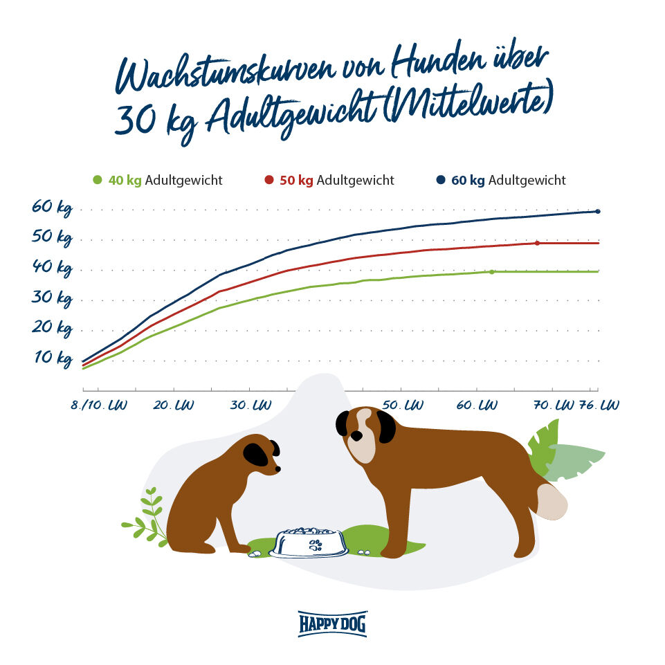 Wachstumskurven von Hunden über 30 kg