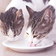 Zwei Katzen trinken Milch aus einer Schüssel.