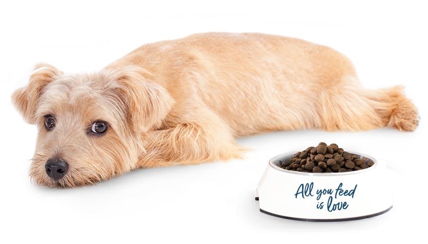 Hund liegt neben Napf mit Trockenfutter und Aufschrift „All you feed is love“. Der Hund wirkt entspannt. Happydog könnte eine passende Markenwahl sein.