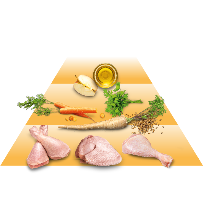 Eine Pyramide mit Fleisch, Gemüse und Ölen wird dargestellt.