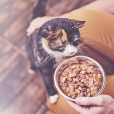 Eine Katze bekommt Nassfutter von einer Person serviert.