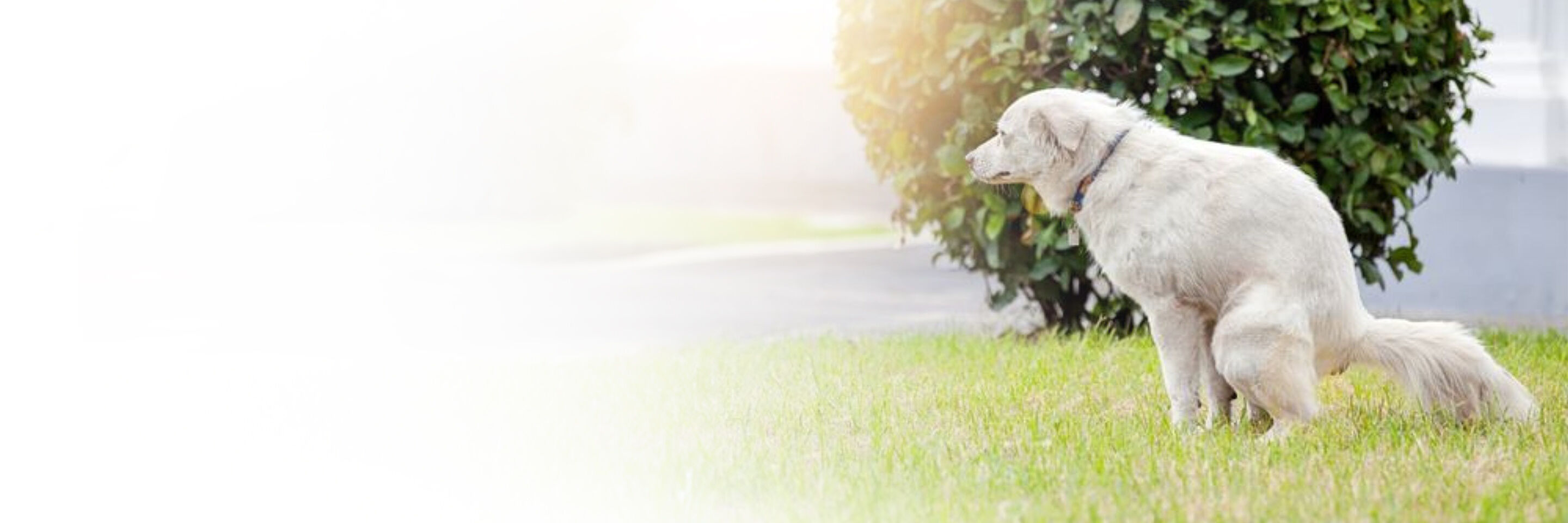 Weißer Hund sitzt im Gras und erledigt sein Geschäft