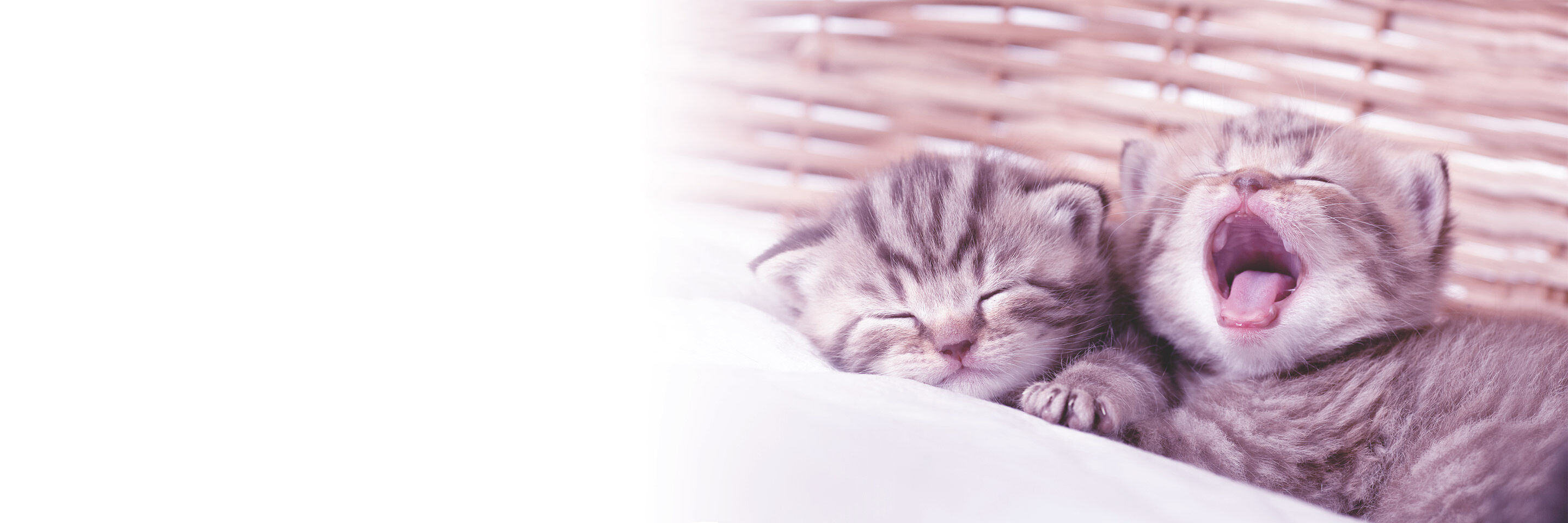 Ein schlafendes und ein gähnendes Kitten liegen zusammen in einem Korb