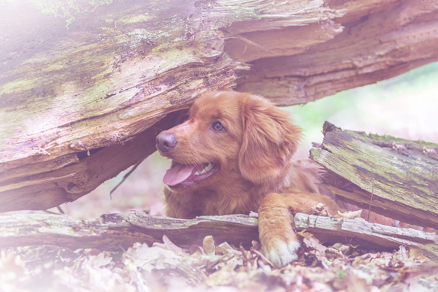Ein brauner mittelgroßer Hund sitzt zwischen Bäumen im Wald