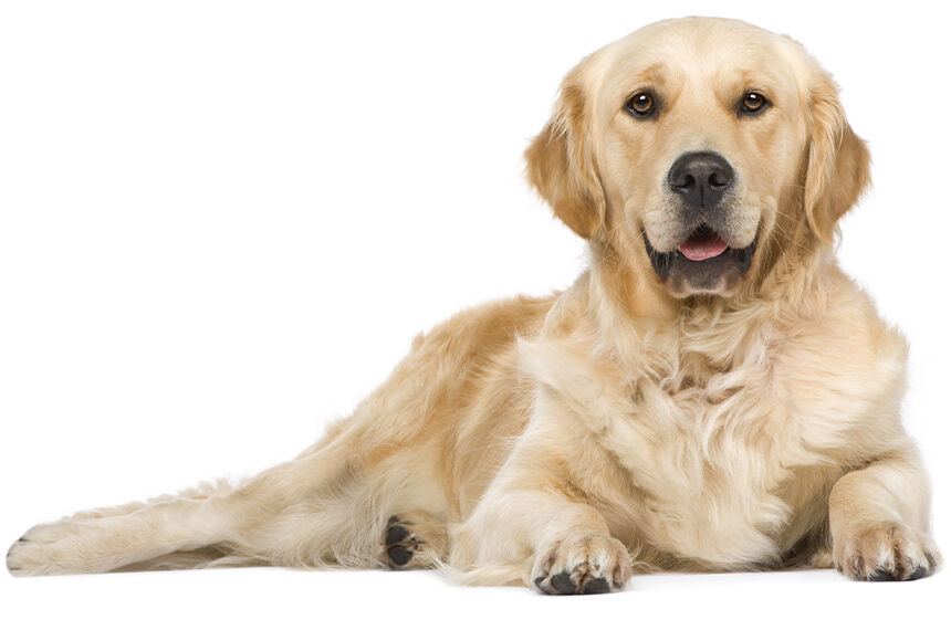 Ein Golden Retriever liegt entspannt auf weißem Hintergrund. Der Hund blickt aufmerksam in die Kamera, sein Fell ist glänzend und hell.