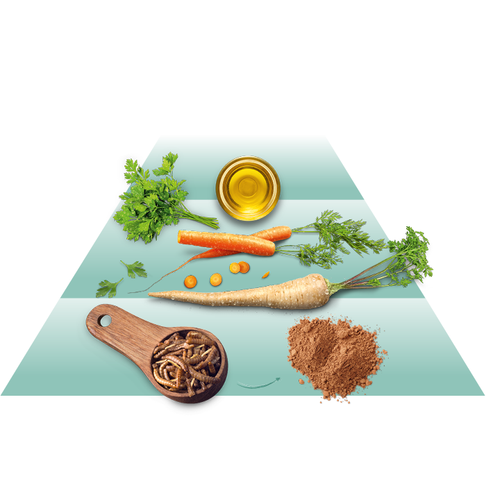 Eine Pyramide mit Insekten, Gemüse und Ölen wird dargestellt.