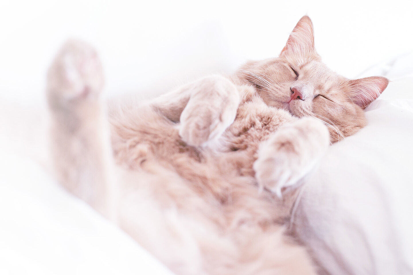 Auf dem Rücken liegende Katze streckt die Hinterpfoten von sich und schläft.