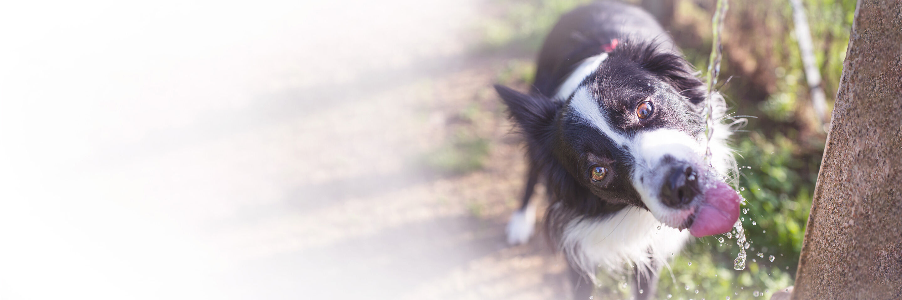 Ein schwarz-weißer Hund trinkt im Sommer Wasser