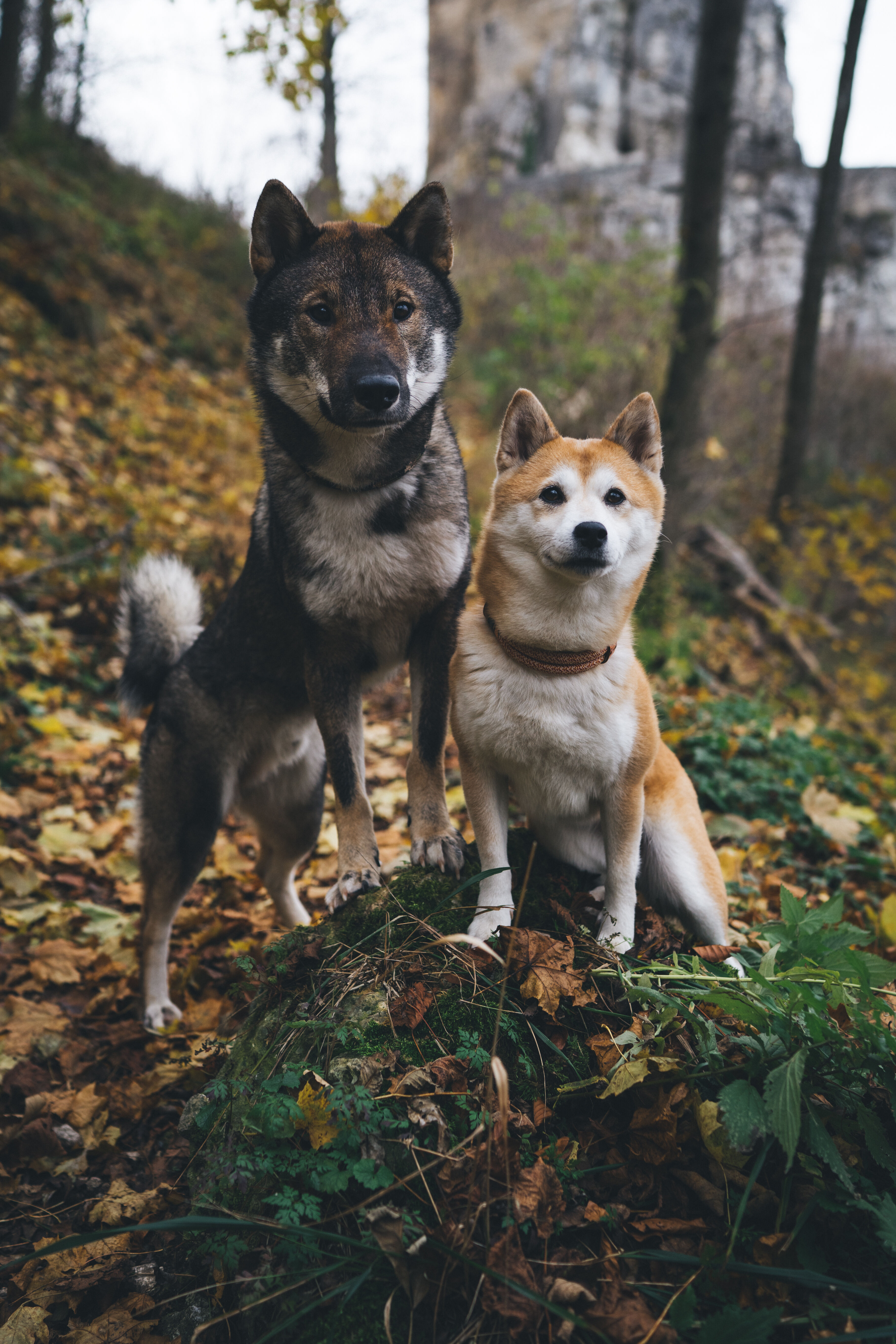 Mika und Odin stehen mit den Vorderpfoten auf einer kleinen Erhebung