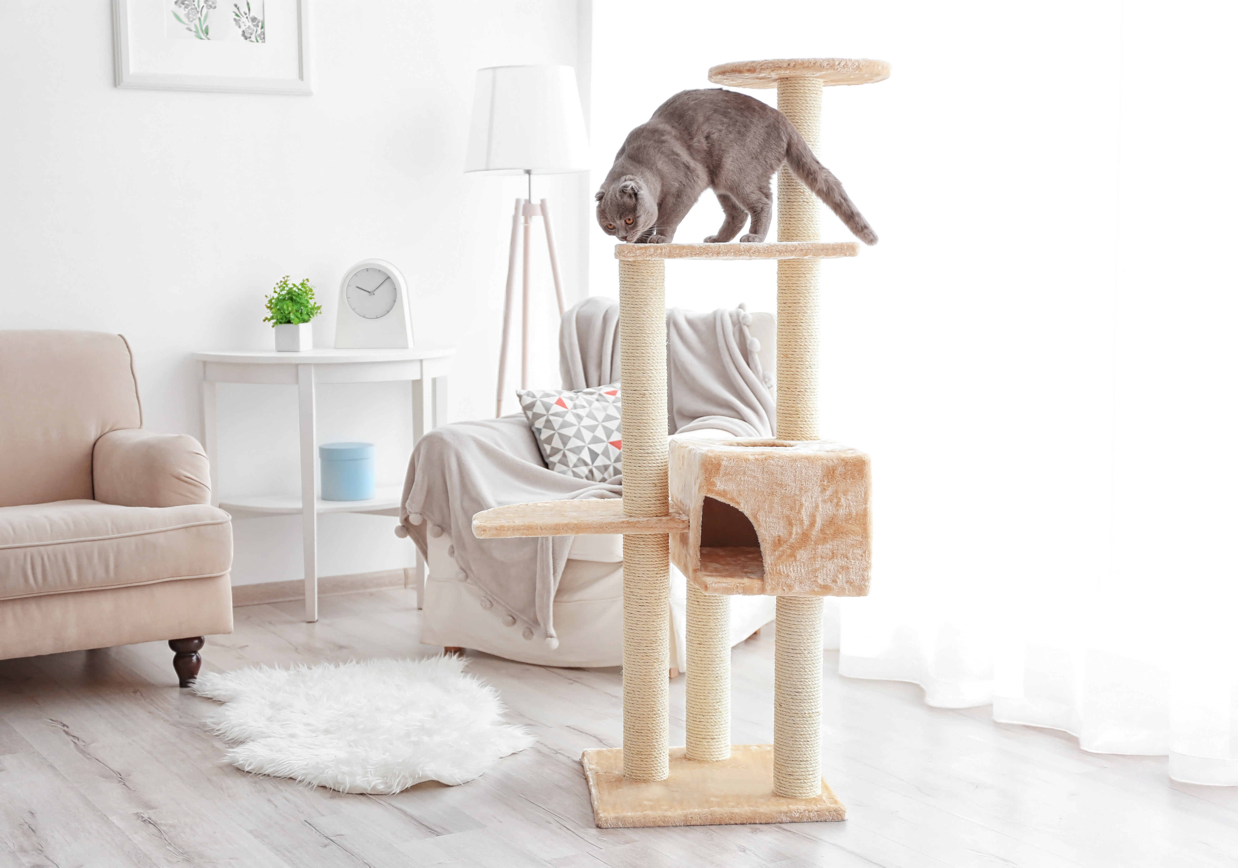Eine Katze steht auf einem Kratzbaum.